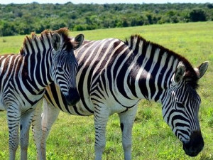 Рекламный тур в ЮАР