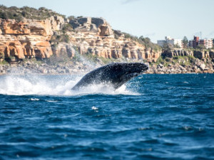 Рекламный тур в ЮАР