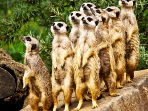 Рекламный тур в ЮАР