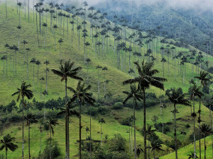 Удивительная Колумбия